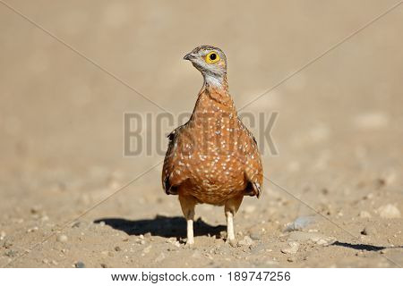 Spotted or Burchells sandgrouse (Pterocles burchelli), Kalahari desert, South Africa