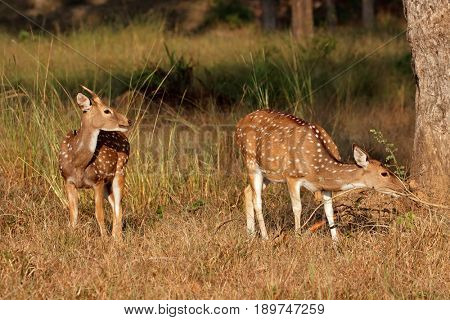 Spotted deer or chital (Axis axis) in natural habitat, Kanha National Park, India