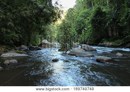 Mountain river Ayung among the jungle and bamboo thickets in Ubud Bali island.