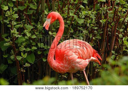 Beautiful portrait of one wild pink flamingo among green trees. Famous wild birds of phoenicopterus family. Old flamingo name red wings bird