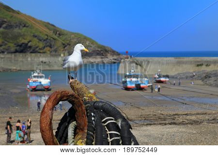 Seagull (Herrring Gull) sitting on an old rusty anchor in Port Isaac harbour in Cornwall