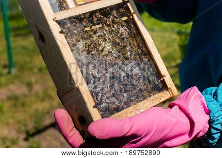 Tribal thoroughbred queen bee with a label in the nucleus behind the glass. Breeding of queen bees. Beeholes with honeycombs. Preparation for artificial insemination of queen bees. Natural economy.
