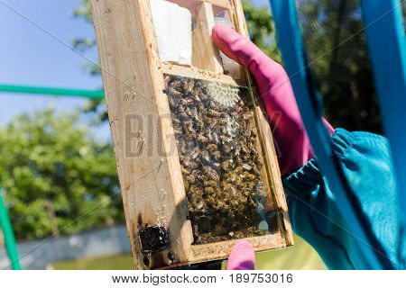 Tribal thoroughbred queen bee with a label in the nucleus behind the glass. Breeding of queen bees. Beeholes with honeycombs. Preparation for artificial insemination of queen bees. Natural economy.