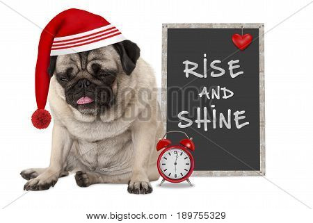 getting up in early morning grumpy pug puppy dog with red sleeping cap alarm clock and sign with text rise and shine isolated on white background