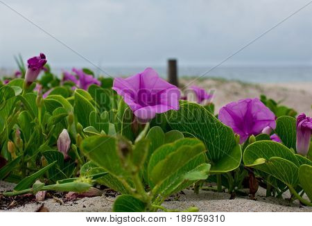 Purple flowers on a green leafy vine on a sandy beach on a cloudy morning