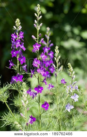 Larkspurs or Delphinium ajacis in a kitchen garden.