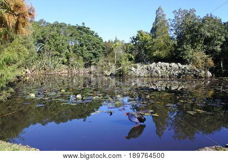 Australasian Swamphen Pukeko