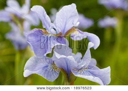 Smukke blueflags. Floral felt. Overfladisk fokusere.