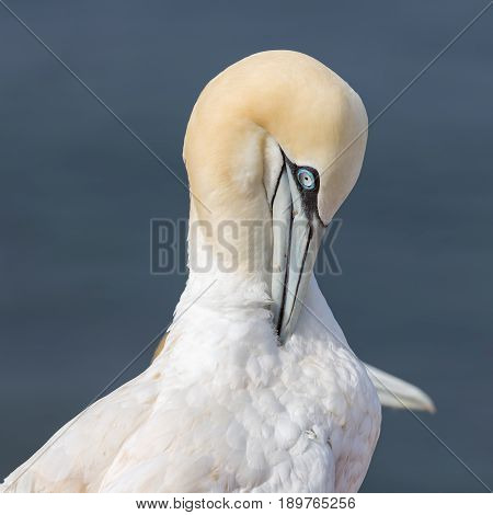 Northern gannet (Morus bassanus) at Helgoland Island Germany