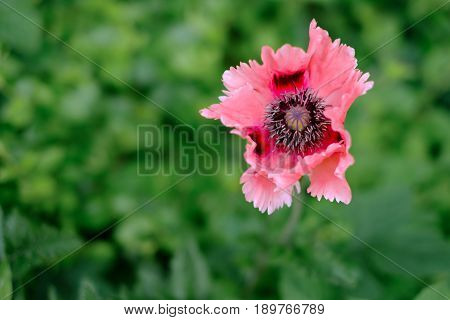 Oriental Poppy Papaver Orientale 'Cedric Morris' blooming in the garden.