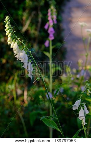 Digitalis Purpurea Alba appears golden colored in evening sunlight.