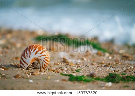 Great British summer pebble beach with nautilus pompilius sea shell