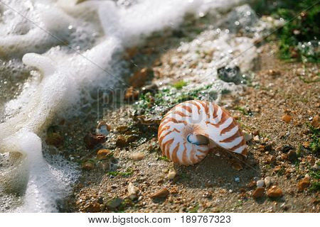 Great British summer pebble beach with nautilus pompilius sea shell