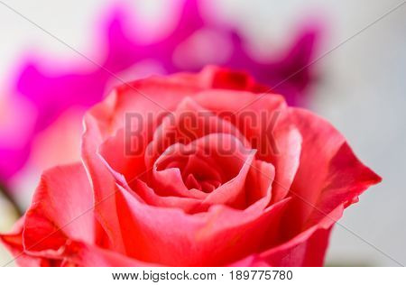 close up of a beautiful pink rose in front of purple orchids and a white background