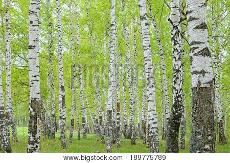 Birch forest with unfold leaves in May