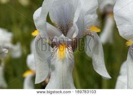 Flower of a Croatian iris (Iris x croatica)