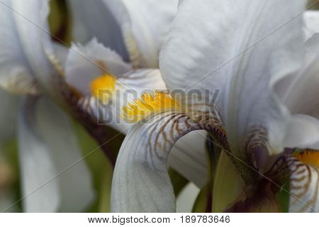 Flower of a Croatian iris (Iris x croatica)
