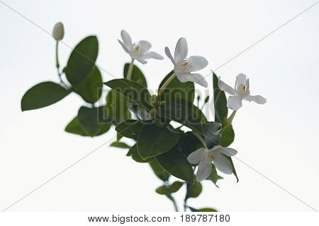 White And Fragrant Flower
