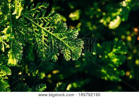 One leaf of tansy on a background of green grass on a sunny evening.