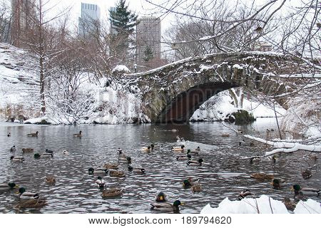 Gapstow bridge over the lake with snow and ducks at Central Park, New York