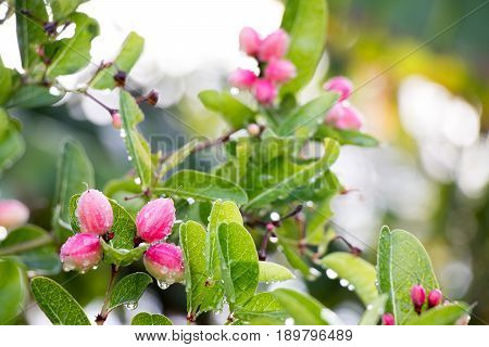 Karanda Carunda or Christ's thorn with green leaf background