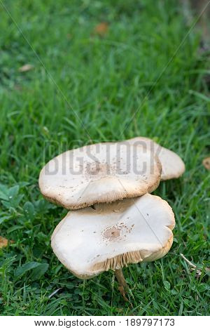 Close-up detail of multiple pale cream colored mushrooms with wide caps growing in a green grassy field vertical orientation. Mushrooms and foraging concept.