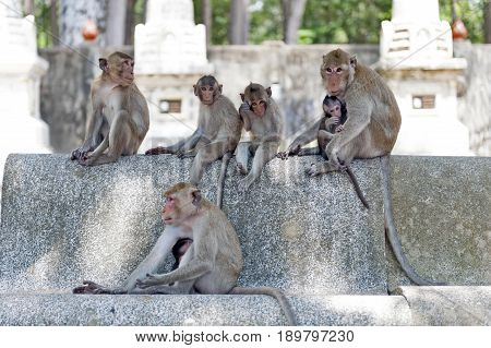 Group Of Monkeys At Ku Phra Kona Temple In Roi Et Province, Northeastern Thailand