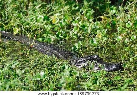 Alligator hiding in the Lousiana Swamps, Near New Orleans
