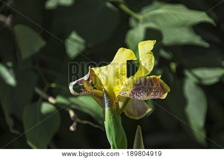 Yellow-purple inflorescence of iris flower and bud of non-blooming flower