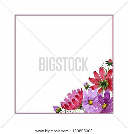 Wildflower kosmeya flower frame in a watercolor style isolated. Full name of the plant: kosmeya. Aquarelle wild flower for background, texture, wrapper pattern, frame or border.