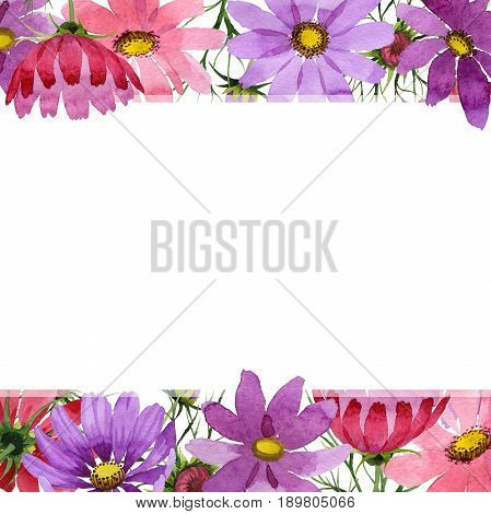 Wildflower kosmeya flower frame in a watercolor style isolated. Full name of the plant: kosmeya. Aquarelle wild flower for background, texture, wrapper pattern, frame or border.
