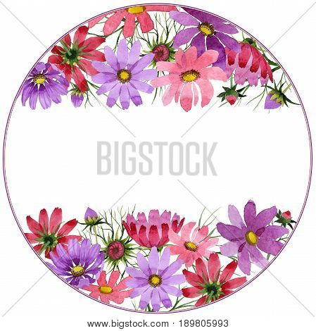Wildflower kosmeya flower frame in a watercolor style isolated. Full name of the plant: kosmeya. Aquarelle wild flower for background, texture, wrapper pattern, frame or border.