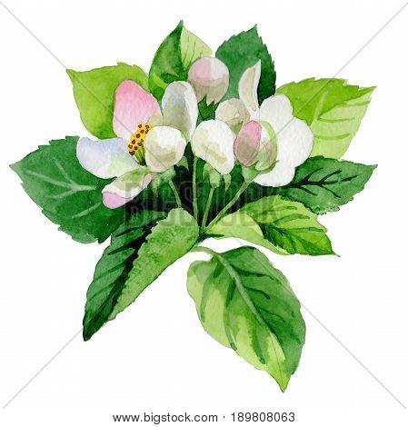 Wildflower Malus flower in a watercolor style isolated. Full name of the plant: Malus. Aquarelle wild flower for background, texture, wrapper pattern, frame or border.