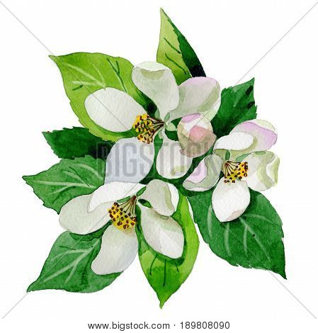 Wildflower Malus flower in a watercolor style isolated. Full name of the plant: Malus. Aquarelle wild flower for background, texture, wrapper pattern, frame or border.