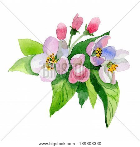Wildflower Malus flower in a watercolor style isolated. Full name of the plant: Malus. Aquarelle wild flower for background, texture, wrapper pattern, frame or border.