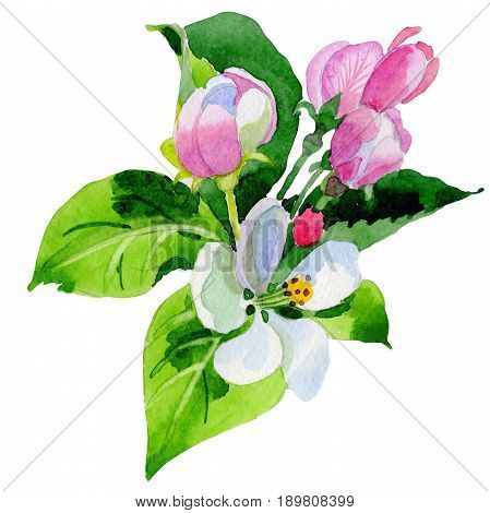 Wildflower Malus flower in a watercolor style isolated. Full name of the plant: Malus. Aquarelle wild flower for background, texture, wrapper pattern, frame or border.