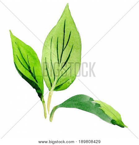 Wildflower Malus flower leaf in a watercolor style isolated. Full name of the plant: Malus leaf. Aquarelle wild flower for background, texture, wrapper pattern, frame or border.