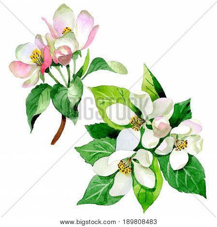 Wildflower Malus flower in a watercolor style isolated. Full name of the plant: Malus. Aquarelle wild flower for background, texture, wrapper pattern, frame or border.