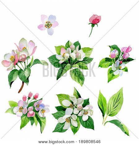 Wildflower Malus flower in a watercolor style isolated. Full name of the plant: Malus. Aquarelle wild flower for background, texture, wrapper pattern, frame or border.