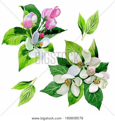 Wildflower Malus flower in a watercolor style isolated. Full name of the plant: Malus. Aquarelle wild flower for background, texture, wrapper pattern, frame or border.