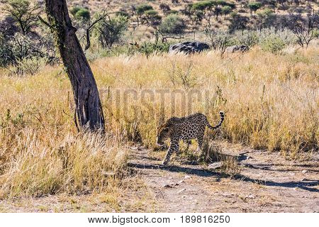 African leopard. A magnificent spotted leopard in the natural conditions of the African savannah in Namibia. The concept of exotic and extreme tourism