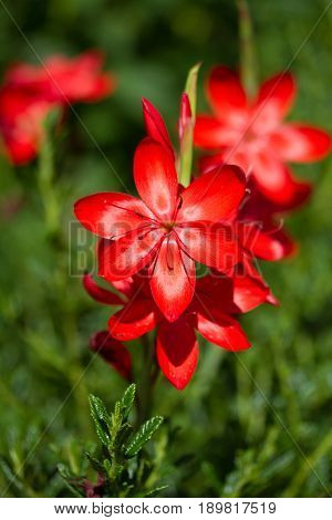 Red schizostylis flower taken vertically whilst in bloom during late summer.