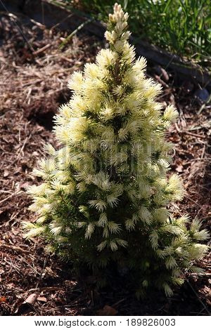 Picea pungens 'Bialobok' This variety is especially attractive and elegantly looks in the spring due to a unique combination of cream yellow color of young shoots with blue last year's needles.