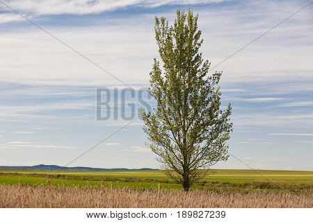 Green landscape with tree and sky. Gallocanta lagoon. Teruel Spain. Nature