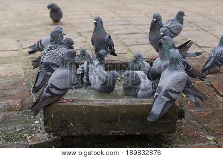 Pigeons bathe in the stone bath with water during a hot day in Pashupatinath Temple Kathmandu. Nepal . Close up