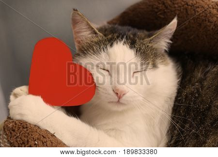 cat with closed eyes hold paper red heart with copy space close up portrait to valentines day