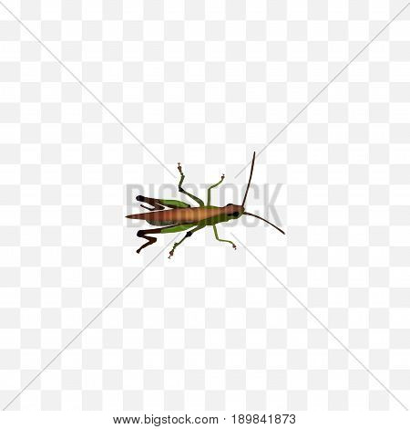 Realistic Grasshopper Element. Vector Illustration Of Realistic Locust Isolated On Clean Background. Can Be Used As Locust, Grasshopper And Bug Symbols.