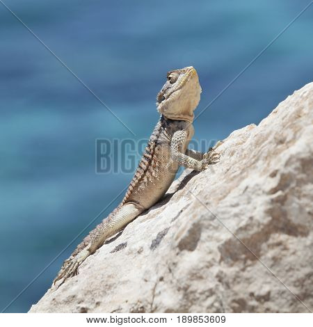 Agama lizard (Agama stellio cypriaca). Cyprus reptile