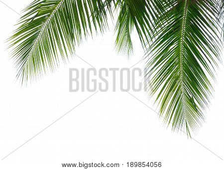 Green leave of coconut palm tree isolated on white background