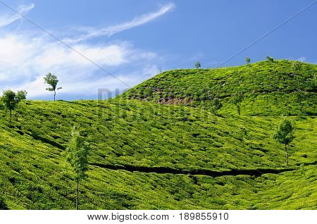 Beautifully green tea plantations in India in the Kerala state